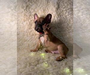 French Bulldog Puppy for sale in BOSTON, MA, USA