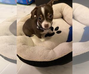 Chihuahua Puppy for sale in ELMONT, NY, USA