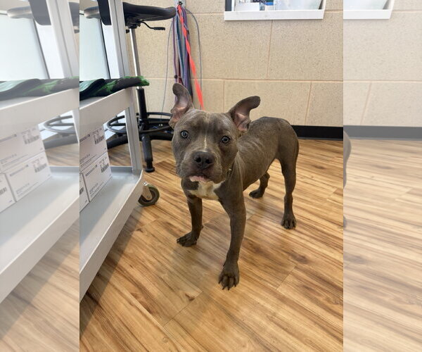 Medium Photo #1 Mutt Puppy For Sale in Rowlett, TX, USA