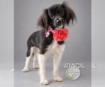 Small Photo #2 Cavalier King Charles Spaniel-Colonial Cocker Spaniel Mix Puppy For Sale in Benton, LA, USA