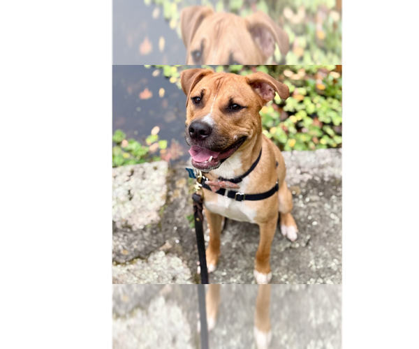 Medium Photo #29 American Staffordshire Terrier-Labrador Retriever Mix Puppy For Sale in Brewster, NY, USA