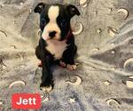 Puppy Jett Boston Terrier