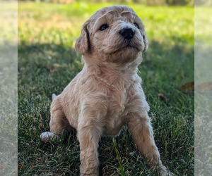 Goldendoodle Puppy for Sale in LOCKEFORD, California USA