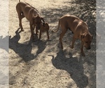 Small Photo #129 Rhodesian Ridgeback Puppy For Sale in MORONGO VALLEY, CA, USA