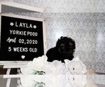 Small Photo #5 Poodle (Toy)-Yorkshire Terrier Mix Puppy For Sale in FAYETTEVILLE, NC, USA