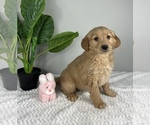 Small Photo #4 Goldendoodle (Miniature) Puppy For Sale in FRANKLIN, IN, USA