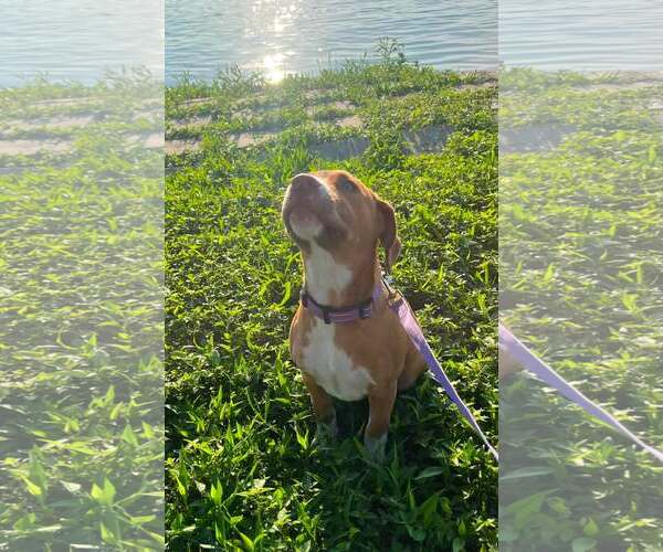 Medium Photo #10 Mutt Puppy For Sale in Mount Laurel, NJ, USA