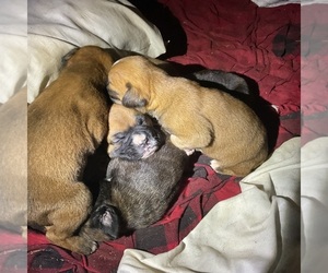 Boxer Litter for sale in KAMILCHE, WA, USA