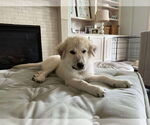 Small #4 Great Pyrenees Mix