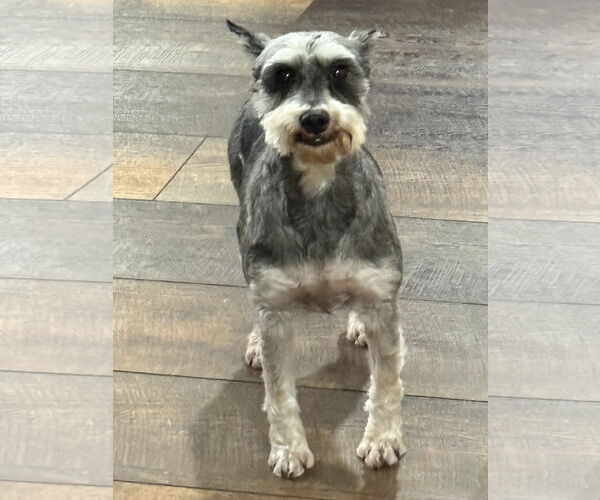 Medium Photo #3 - Mix Puppy For Sale in Sioux Falls, SD, USA