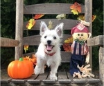 Small Photo #9 West Highland White Terrier Puppy For Sale in MALVERN, AR, USA