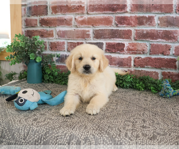 Medium Photo #1 Golden Retriever Puppy For Sale in SYRACUSE, IN, USA