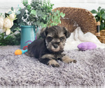 Small #17 Schnauzer (Miniature)