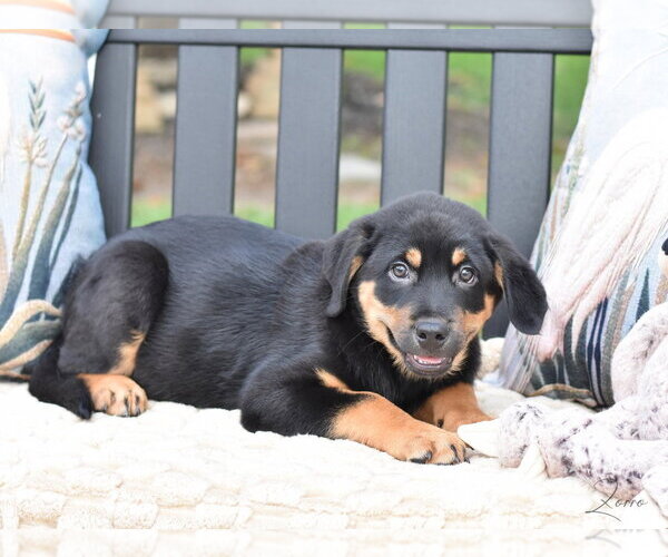 Medium Photo #4 Labrador Retriever-Unknown Mix Puppy For Sale in Brewster, NY, USA