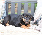 Small #3 Labrador Retriever Mix