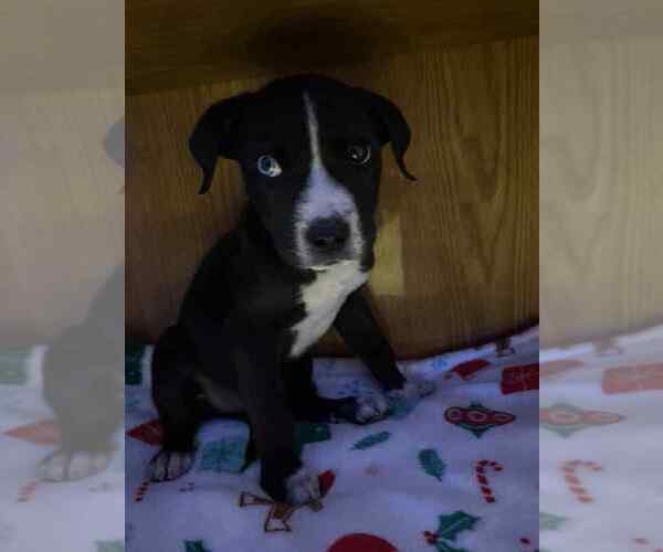 Medium Photo #3 Staffordshire Bull Terrier-Unknown Mix Puppy For Sale in Aurora, IN, USA