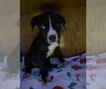 Small #2 Staffordshire Bull Terrier Mix