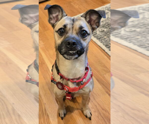 Medium Photo #2 Pug-Unknown Mix Puppy For Sale in Wakefield, RI, USA