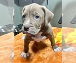 Small Photo #13 American Bully Puppy For Sale in SNELLVILLE, GA, USA