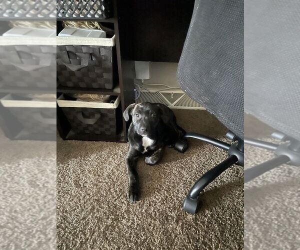 Medium Photo #4 Mutt Puppy For Sale in Evansville, IN, USA