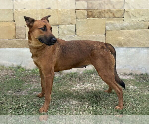 Medium Photo #5 Mutt Puppy For Sale in PIPE CREEK, TX, USA