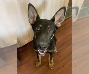 German Shepherd Dog Dogs for adoption in Euless, TX, USA