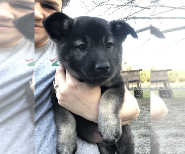 Full screen Photo #3 Norwegian Elkhound Puppy For Sale in PAGELAND, SC, USA