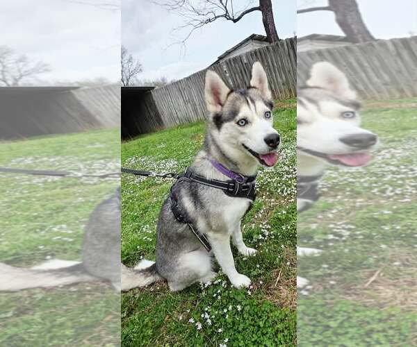 Medium Photo #1 Siberian Husky Puppy For Sale in Scottsboro, AL, USA