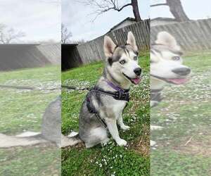 Siberian Husky Dogs for adoption in Scottsboro, AL, USA