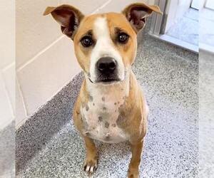 Mutt Dogs for adoption in Houston, TX, USA