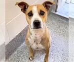 CHOWDER - Male Mutt Dog for Adoption - Small photo
