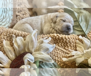 Golden Retriever Puppy for sale in QUEEN CREEK, AZ, USA