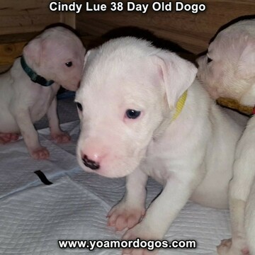 Medium Photo #62 Dogo Argentino Puppy For Sale in PINEVILLE, MO, USA
