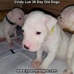 Small Photo #62 Dogo Argentino Puppy For Sale in PINEVILLE, MO, USA