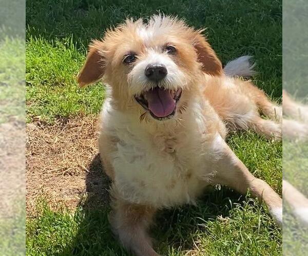 Medium Photo #3 Mutt Puppy For Sale in San Diego, CA, USA