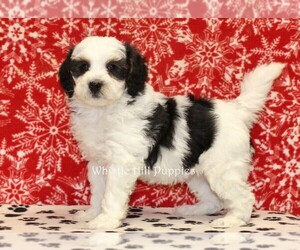 Miniature Bernedoodle Puppy for sale in DENVER, PA, USA