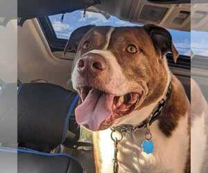 FERGAL aka RAMBO - Male Mutt Dog for Adoption - Photo #5