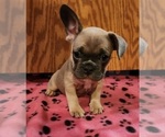 Small Photo #1 French Bulldog Puppy For Sale in GREENWICH, OH, USA