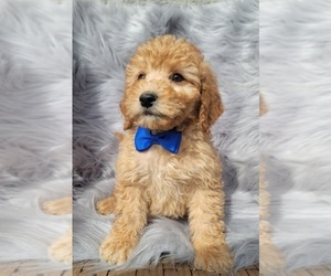 Goldendoodle (Miniature) Puppy for sale in INDIANAPOLIS, IN, USA