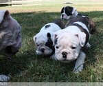 Small Photo #2 English Bulldog Puppy For Sale in HEFLIN, LA, USA