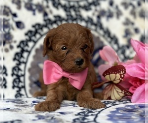 Cavapoo Puppy for sale in LANCASTER, PA, USA
