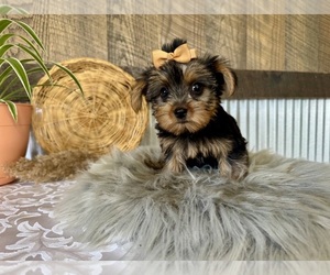 Yorkshire Terrier Puppy for sale in NAPPANEE, IN, USA