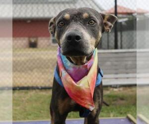 Doberman Pinscher-Unknown Mix Dogs for adoption in San Antonio, TX, USA