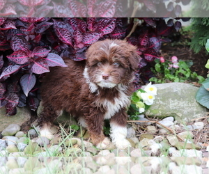 Aussiedoodle Miniature Puppy for sale in SHILOH, OH, USA