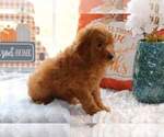 Small Photo #9 Goldendoodle (Miniature) Puppy For Sale in FAIR GROVE, MO, USA