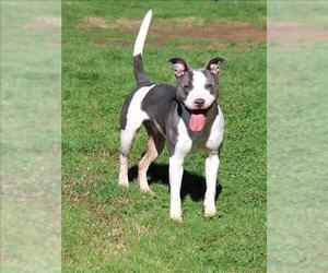 Staffordshire Bull Terrier-Unknown Mix Dogs for adoption in Grovetown, GA, USA