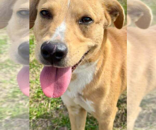 Medium Photo #4 Mutt Puppy For Sale in Abbeville, LA, USA