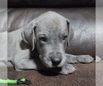Small Photo #18 Great Dane Puppy For Sale in OGDEN, UT, USA
