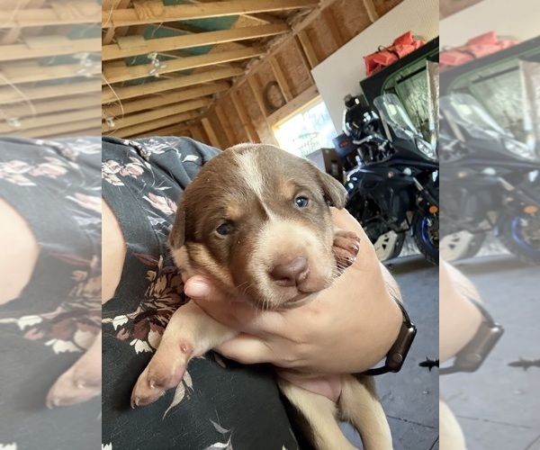 Medium Photo #1 Australian Cattle Dog Puppy For Sale in CORTEZ, CO, USA