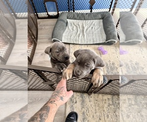 Cane Corso Litter for sale in NEW FAIRFIELD, CT, USA